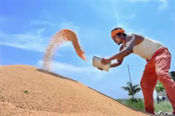 India lifts wheat export restrictions; atta, maida and durum wheat exports now free