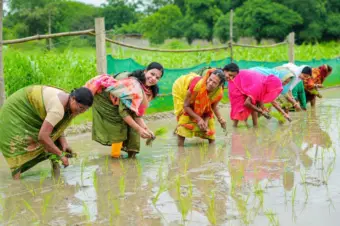 जिला पदाधिकारी ने श्रीविधि पद्धति से की धान रोपनी