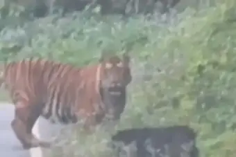 Tiger Spotted on Roing-Anini Road in Arunachal Pradesh, Two-Wheeler Movement Restricted