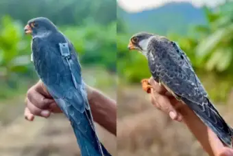 Amur Falcons Apapang, Alang Return To Manipur After Travelling Across 23 Countries
