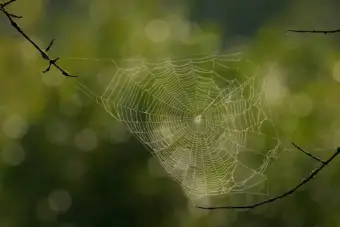 Word of the Day, October 13: 'Gossamer'