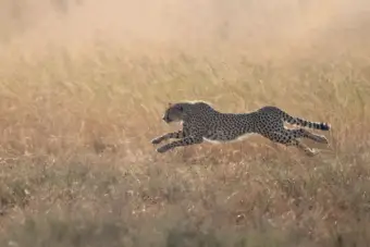 Cheetah Gaurav dies of weakness, severe dehydration