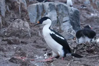 How penguin droppings may accelerate snowmelt in Antarctica