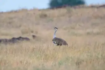 Two Rajasthan limestone mines near Great Indian Bustard 'priority area' get green light