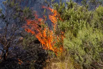 Climate change, drought and invasive vegetation make wildfires harder to control