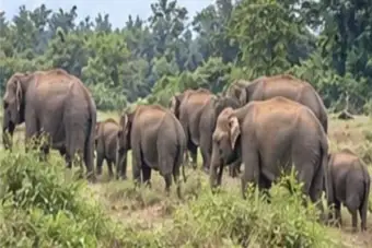 सावली वनपरिक्षेत्रात हत्तीचे पुन्हा आगमन