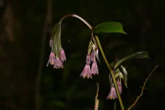New Arunachal plant species named after Yobin tribe