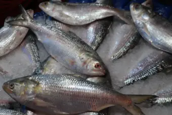 India exports 500 tonnes of hilsa to Bangladesh - should Kolkata buyers expect a price rise?