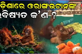 Orangutans News: ଓରାଙ୍ଗଉଟାନଙ୍କ ସୁରକ୍ଷା ପାଇଁ ସରକାରଙ୍କ ବଡ଼ ପଦକ୍ଷେପ, ଗଠନ ହେଲା ବୈଷୟିକ କମିଟି...
