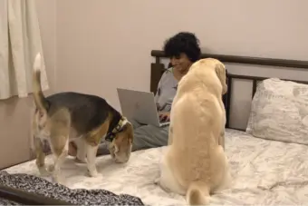 Why more Kolkata pet parents are choosing sitters over pet creches