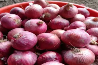 कांदा बाजारात आवकेचा महापूर