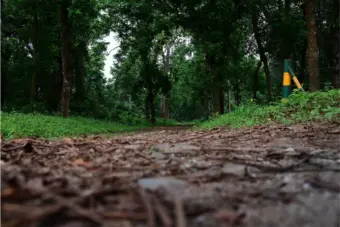 When the woods come alive with rain: Five forests of Bengal that are a must-visit during monsoons