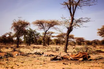 Africa's Greater Horn region is facing a looming polycrisis fueled by conflict, prices, climate and disease