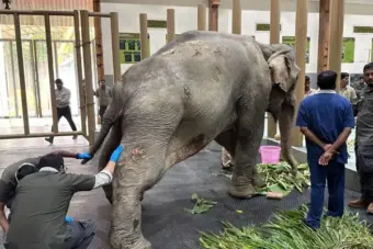 Flood-Rescued Elephant Joymoti from Nagaland Shifted to Vantara in Gujarat for Treatment