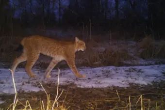 The camera trap of Chernobyl