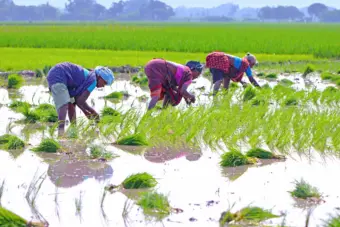 Women Farmers in Indian Agriculture:بھارت کی زراعت میں اہم کردار کے باوجود خواتین کسان کم کیوں کما رہی ہیں؟