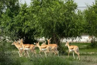 Vantara's new chapter: Why Anant Ambani's animal rescue centre is stepping back from imports