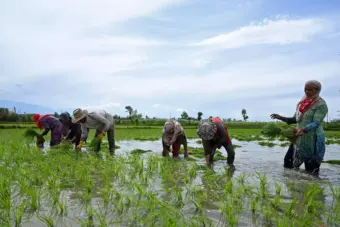 Deficit Rain Affects Raising of Nurseries, Bengal Transplantation Workers Puzzled