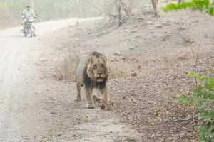 ગિરનાર ચઢતા12 વર્ષના બાળકને સિંહ ખેંચી ગયો : જંગલમાંથી અવશેષો મળ્યા