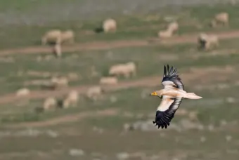 Almost half of migratory bird species now in decline: State of the World's Birds