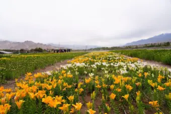 Ladakh Unveils World's Highest-Altitude Twin Flower Fields in Leh