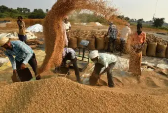 క్వింటాల్‌ వడ్లకు రూ.5,016.. బియ్యం ధర కిలో రూ.100 దాటుతుందా?
