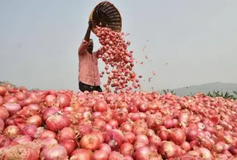 Sikar Onion Farming: प्याज का कारोबार 400 करोड़ के पार, सीकर में मीठे प्याज की मांग, जानें किसानों की खेती का तरीका
