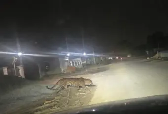 Leopard spotted in Chandkheda after Ghuma, residents alerted