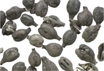फिनिशियन लोकांनी ३ हजार वर्षांपूर्वी इबेरियात आणली द्राक्षांची लागवड