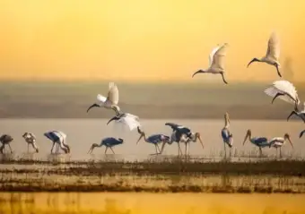Winter Birdwatching in India: 5 Stunning Destinations Where Thousands of Migratory Birds Gather