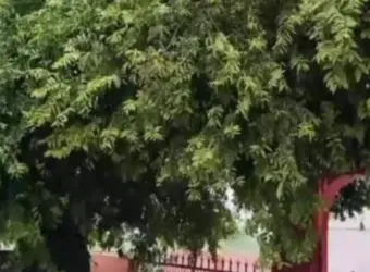 500 साल पुराना चमत्कारी पेड़...जिसपर आज तक नहीं उगा एक भी फल, ऋषि ने गुस्से में आकर दिया था श्राप!