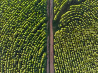 Eucalyptus monoculture plantation in Brazil's Jequitinhonha Valley linked to water table drop of 4.5 metres in 45 years