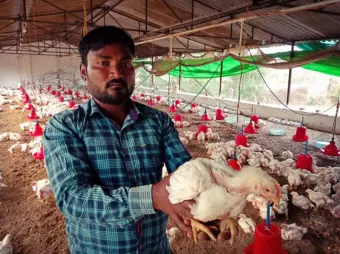 Industrial poultry farming leading cause of food poisoning: Study