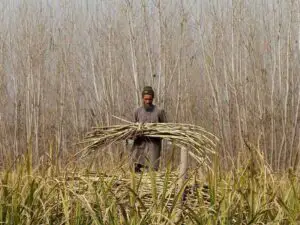पाकिस्तान के किसान गन्ने की कीमतों में बढ़ोतरी की मांग को लेकर करेंगे देशव्यापी प्रदर्शन