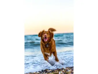 Dogs' brains can segment speech into words, study finds