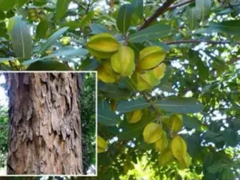 ब्लॉक नसों को खोलने में मददगार है अर्जुन की छाल? जानें इसके फायदे