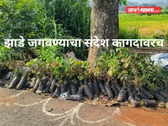हीच का झाडे जगवण्याची पद्धत? वनीकरणासाठी मिळालेली रोपे महिनाभरापासून रस्त्याच्या कडेलाच