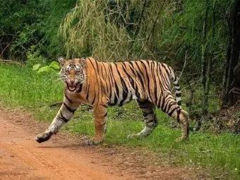 ಚಾಮರಾಜನಗರದಲ್ಲಿ ರೈತನ ಮೇಲೆ ಹುಲಿ ದಾಳಿ, ಕಾಲು ಭಾಗ ತಿಂದ ಸ್ಥಿತಿಯಲ್ಲಿ ಮೃತದೇಹ ಪತ್ತೆ!