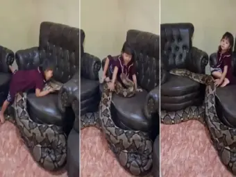 Video: OMG! A little girl was seen playing with a 15-foot-long python; you'll be stunned after watching the video