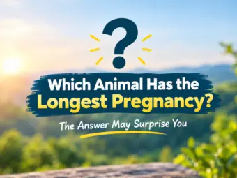 Which Animal Has the Longest Pregnancy? The Answer May Surprise You