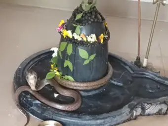 માણાવદરમાં મહાદેવ મંદિરે શિવલિંગ પર સાપ દેખાતા ભકતો ઉમટી પડ્યા
