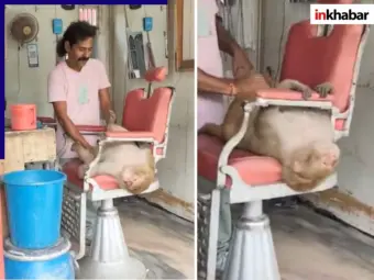 ये सब क्या देखना पड़ रहा है! नाई की दूकान पर बॉडी मसाज लेने पहुंच गया बंदर; वीडियो देख नहीं रुकेगी हंसी