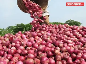 सरकारकडून कांदा खरेदी दरात 250 रुपयांची वाढ