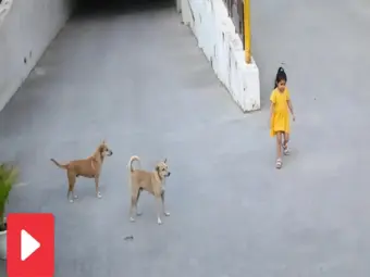 Video: Three dogs attacked a little girl, then what happened..., video goes viral