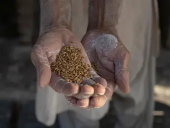 Karachi administration hikes prices on various flour varieties as wheat prices soar across Sindh