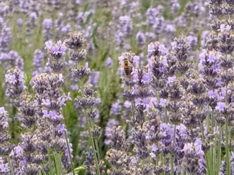 Lavender helps Jammu and Kashmir farmers adapt to a warmer, drier climate