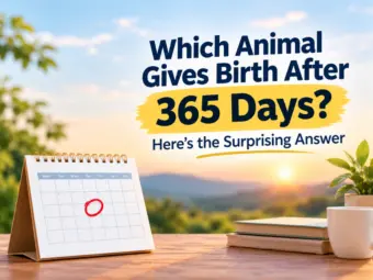 Which Animal Gives Birth After 365 Days? Here's the Surprising Answer