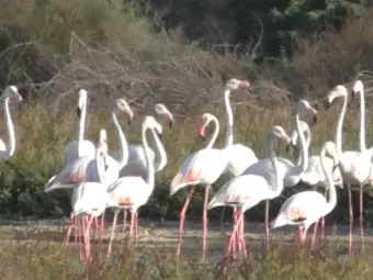 Tamil Nadu: Winter migration brings thousands of flamingos to Thoothukudi coastal wetlands