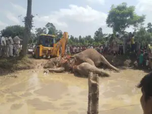 ধানজমিতে একসঙ্গে ৩ হাতির মৃত্যু, প্রাথমিক তদন্তে বিদ্যুৎস্পৃষ্টের প্রমাণ! ঘটনাস্থলে মেদিনীপুর বনবিভাগ।