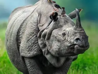 Assam Operation Falcon Foils Nine Rhino Poaching Attempts